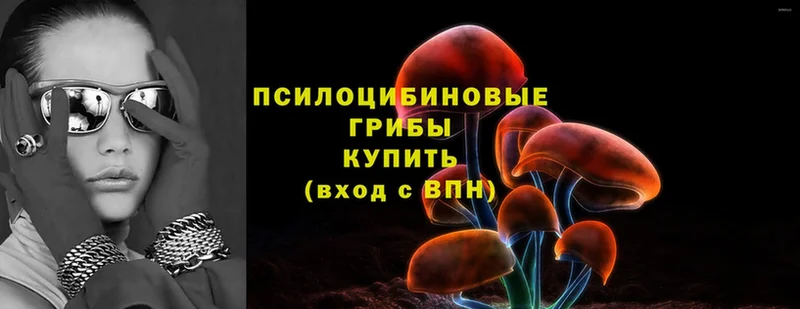 купить   Звенигово  Псилоцибиновые грибы Psilocybe 